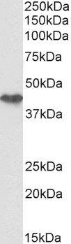 Goat Anti-cytokeratin 19 (aa285-298), Biotinylated Antibody