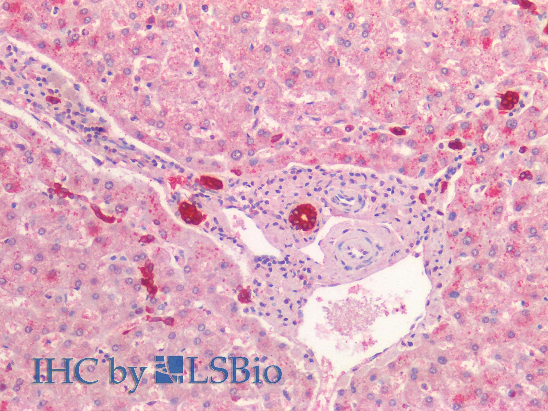 Goat Anti-cytokeratin 19 Antibody