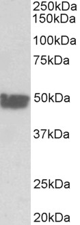 Goat Anti-cytokeratin 20 (aa48-60) Antibody