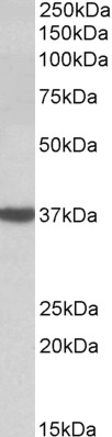 Goat Anti-D-amino-acid oxidase (aa286-298) Antibody