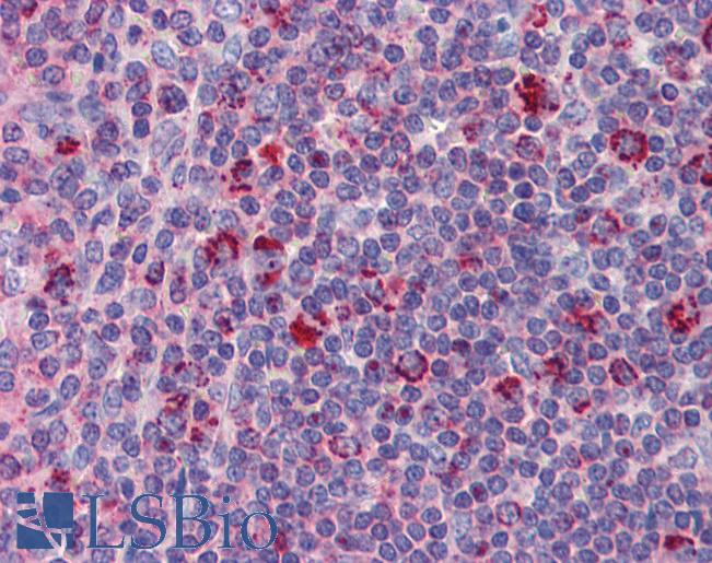 Goat Anti-DAP12 Antibody