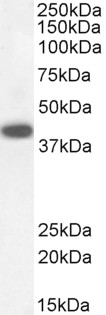 Goat Anti-DAP3 Antibody
