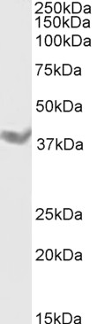 Goat Anti-DAZL Antibody