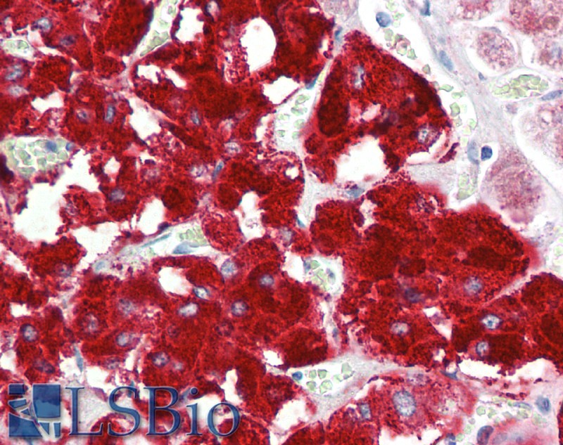 Goat Anti-DBH (aa437-448) Antibody