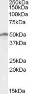 Goat Anti-DBP5 / DDX19 Antibody