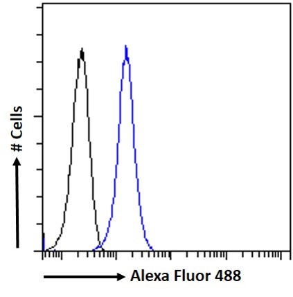 Goat Anti-DC-SIGN / CD209 Antibody