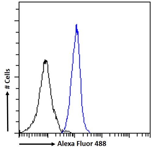 Goat Anti-DCTN3 Antibody