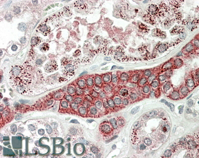 Goat Anti-DCUN1D1 Antibody