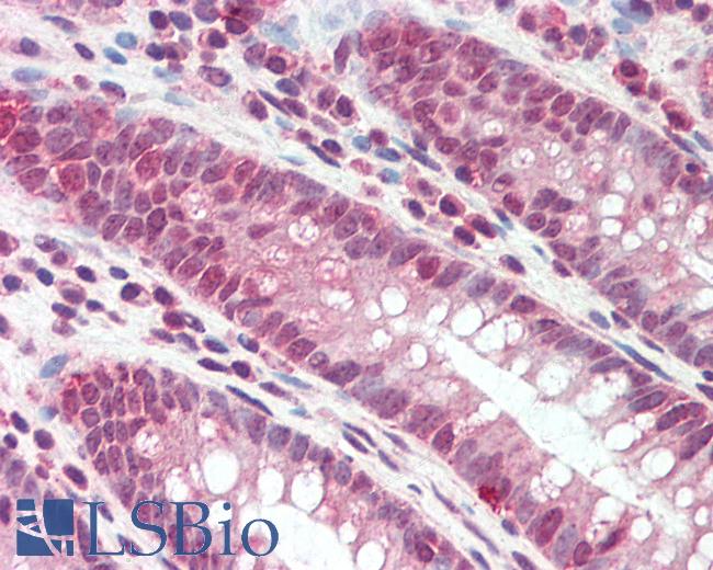 Goat Anti-DEFB107A / DEFB107B Antibody