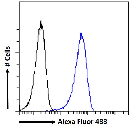 Goat Anti-DGAT1 (aa67-79) Antibody