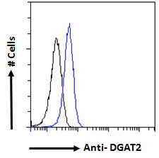 Goat Anti-DGAT2 Antibody