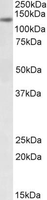 Goat Anti-DIAPH1 Antibody