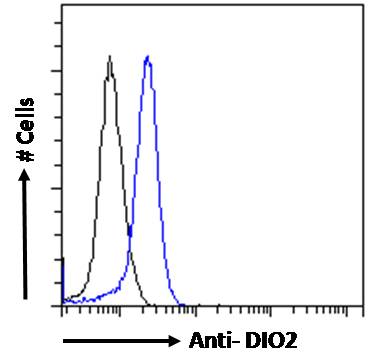Goat Anti-DIO2 Antibody
