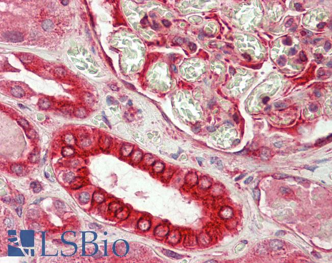 Goat Anti-Dishevelled1 (aa20-32) Antibody