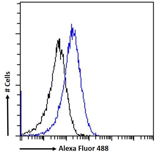 Goat Anti-DLG1 Antibody