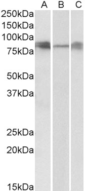 Goat Anti-DLL4 Antibody