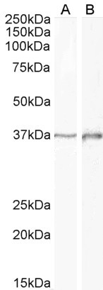Goat Anti-DLX2 (aa279-292) Antibody