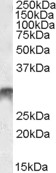 Goat Anti-DLX5 Antibody