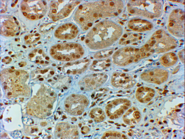 Goat Anti-DMRT2 Antibody