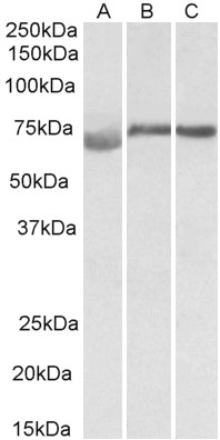 Goat Anti-DMTF1 (aa629-642) Antibody