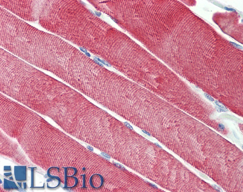 Goat Anti-Dnajc5 (aa177-191) Antibody