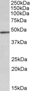 Goat Anti-DOC2B Antibody