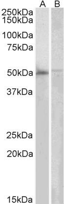 Goat Anti-DOK3 Antibody