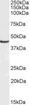 Goat Anti-Doublecortex / DCX Antibody