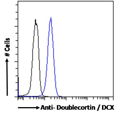 Goat Anti-Doublecortin / DCX (aa69-81) Antibody