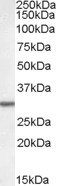 Goat Anti-Dpm1 (mouse) Antibody