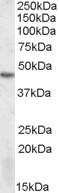 Goat Anti-DRAK2 Antibody