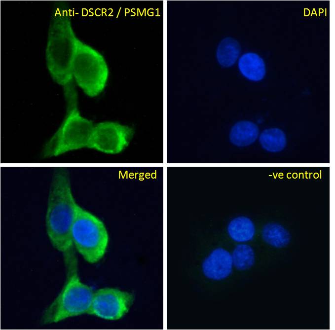 Goat Anti-DSCR2 / PSMG1 Antibody