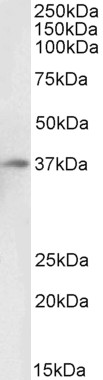 Goat Anti-Duffy / FY / DARC, Biotinylated Antibody