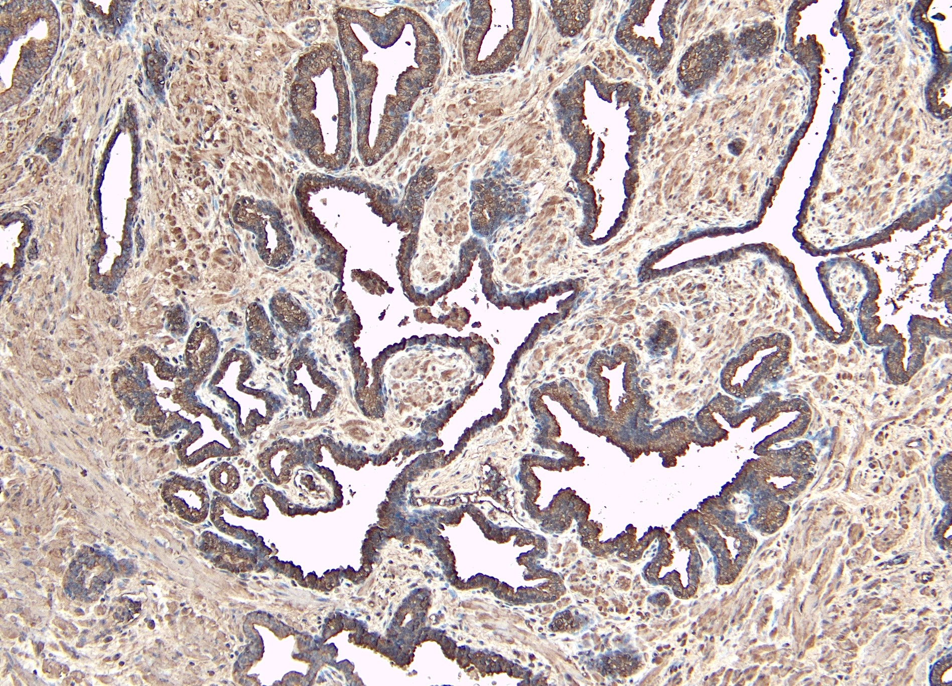 Goat Anti-DUSP1 Antibody