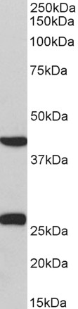 Goat Anti-DUSP6 / MKP3 Antibody