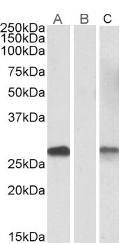 Goat Anti-DYDC1 (aa142-154) Antibody