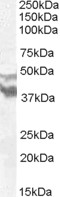 Goat Anti-DYX1C1 / EKN1 Antibody
