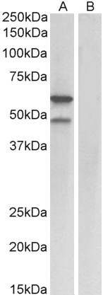 Goat Anti-E2F3 (mouse) Antibody