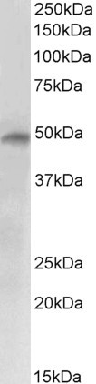 Goat Anti-E2F4 Antibody