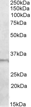 Goat Anti-E2F6 Antibody