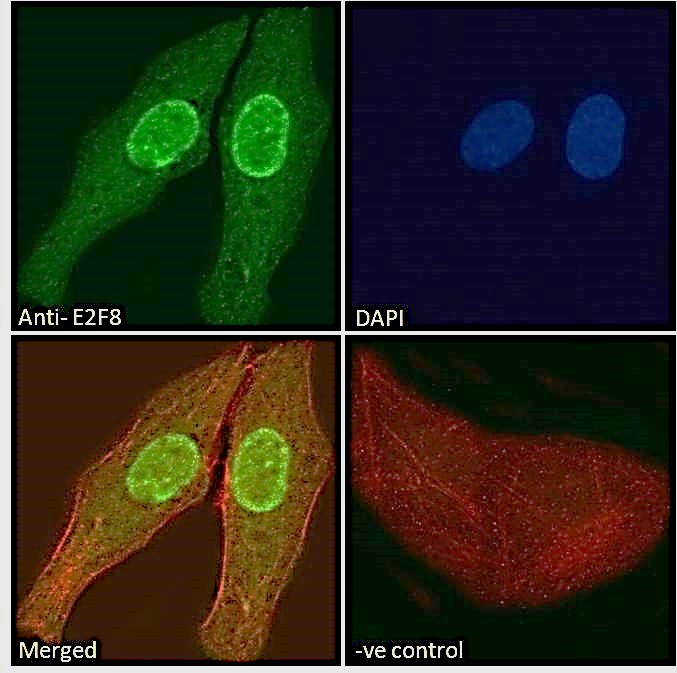 Goat Anti-E2F8 Antibody