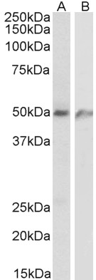 Goat Anti-ECSM2 Antibody