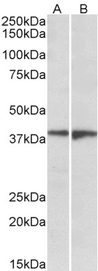 Goat Anti-EDG8 / SPPR1 Antibody
