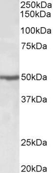 Goat Anti-EEF1A2 Antibody