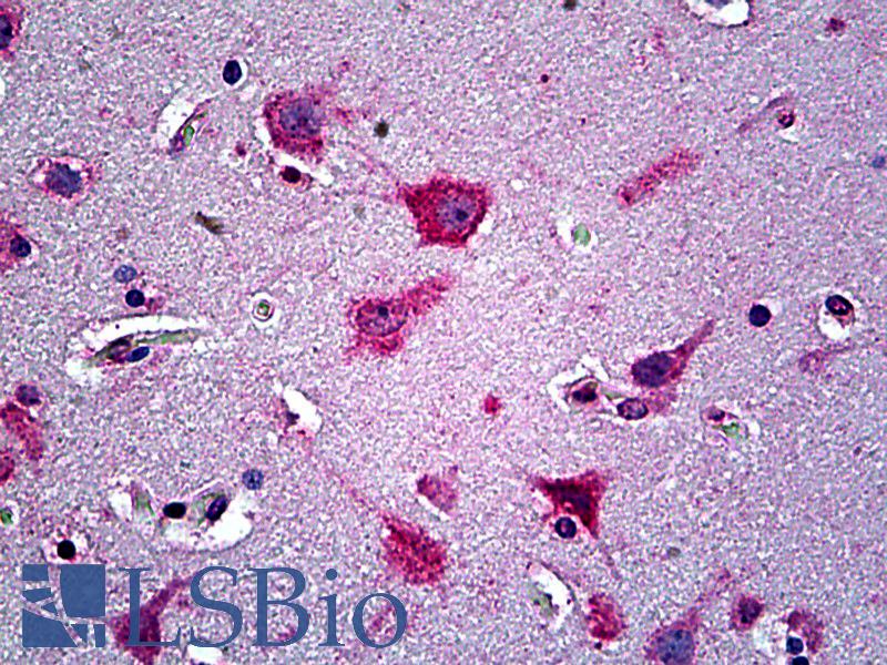 Goat Anti-EFNA5 Antibody