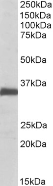 Goat Anti-EFNB2 Antibody