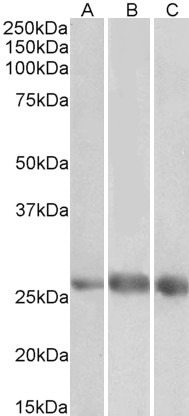 Goat Anti-EGFL7 Antibody
