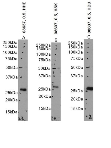 Goat Anti-EGLN3 Antibody