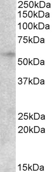 Goat Anti-EGR2 Antibody