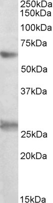 Goat Anti-EIF2B4 Antibody